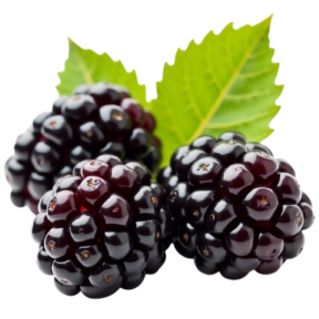 Ягодные кустарники