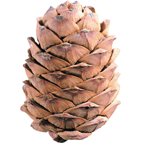 Хвойные растения