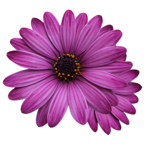 Декоративные растения